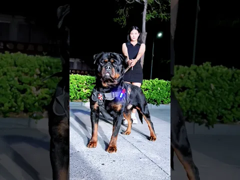 ¡Leopardo vs Rottweiler! #leopardo #vs #rottweiler #animalessalvajes