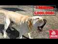 Labrador dog barking hardcore
