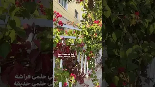 كنت في حلمي فراشة Fyp 