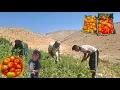 Download Lagu The secret of the land's blessing in Zagros | Selling local nomadic tomatoes and peppers 🍅🌶️