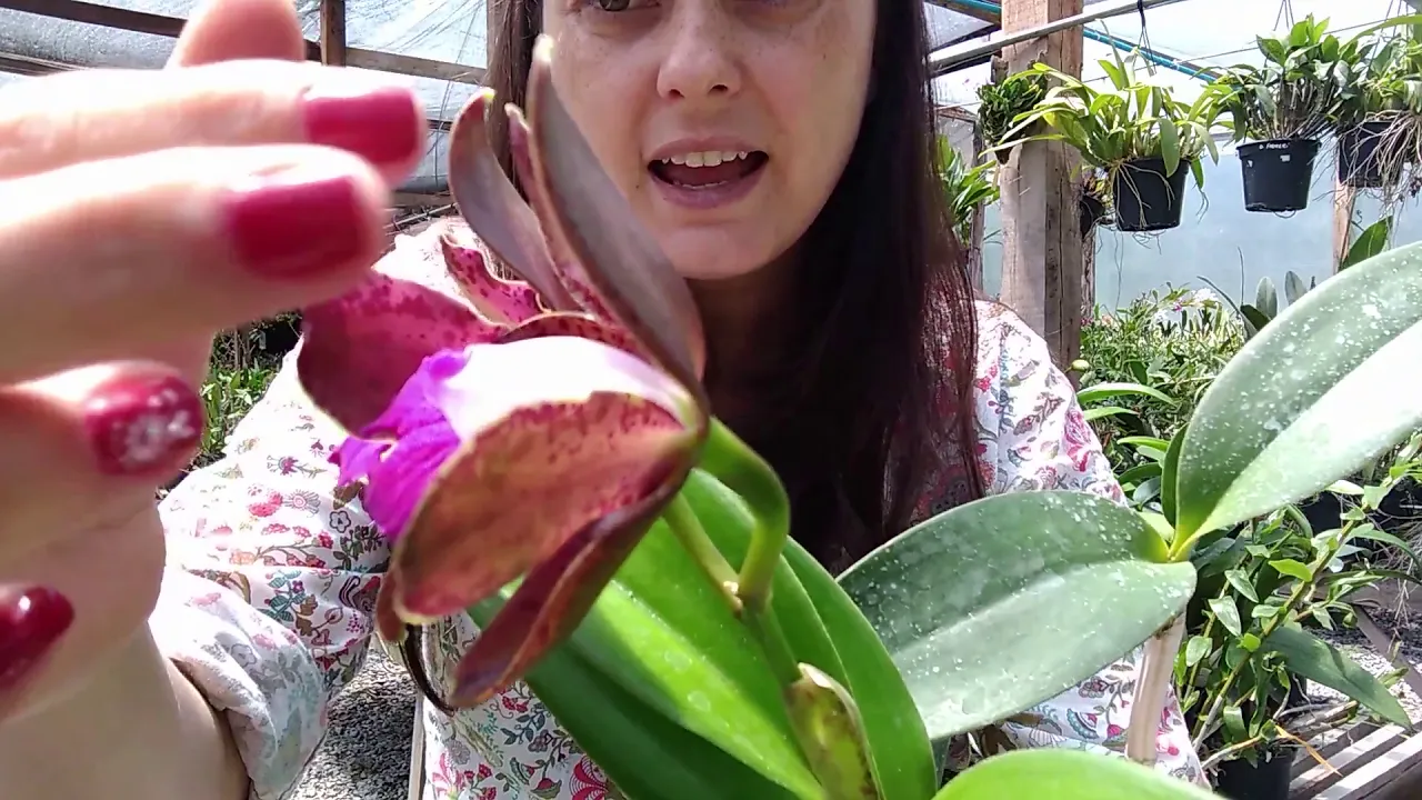ORQUÍDEAS CATTLEYA TIGRINA X CATTLEYA LEOPOLDII MARATONA DO ORQUIDÁRIO TRADIÇÃO 6