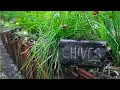 Lucerne Sugar cane mulch