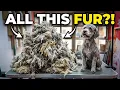You Won t Believe What Was Under This Lagotto s Coat Years of Neglect