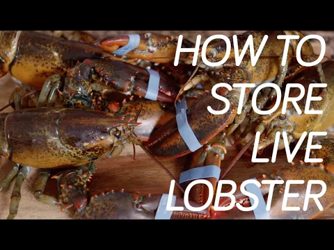How to Store Live Maine Lobsters
