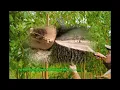 Best Tree Service In Dickson Tennessee
