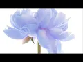 A. Vivaldi: RV 480 / Concerto for bassoon, strings & b.c. in C minor / I solisti italiani