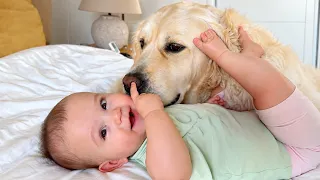 Baby Wakes Up to Her Favorite Golden Retriever