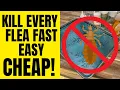 Download Lagu Get Rid Of FLEAS Forever Guaranteed Results | Inside \u0026 Outside