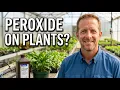 The Truth About Using Peroxide On Your Plants