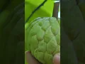 Download Lagu Hunting Ancient Custard Apple Trees in the Deep Forest, have you tried one? #shortvideo