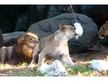 Lions Jump for Zip Line Treats