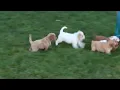 Cockapoo Puppies For Sale