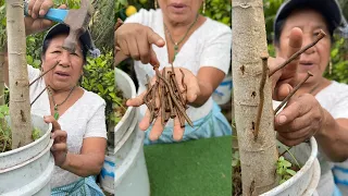 Como logramos mejorar los frutales en casa usando estos clavos oxidados