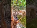 tingkah lucu hewan: #animals #shortvideo #wildlifeh #hewanlucu