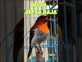 Lagu Burung Sepah raja#kacer