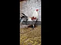 Mountain Side Blue Game Fowl Brood Pens Side Blues