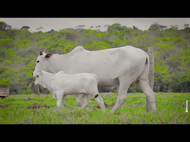 Matriz Nelore MMAR - 3376