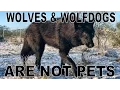 Download Lagu You CANNOT Own A Wolf or Wolfdog - This is why...