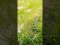 Download Lagu Suara Bancet 🐸 ( katak sawah )