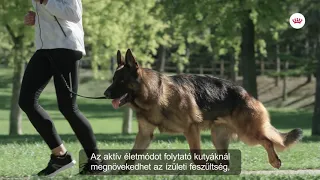 Royal Canin Maxi Joint Care száraz táp kutyáknak | Petissimo