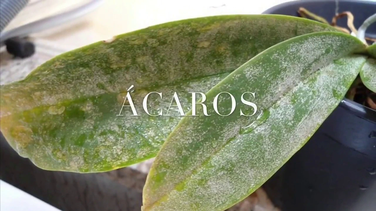COMO ACABAR COM ÁCAROS E FUNGOS NAS ORQUÍDEAS