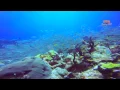 SCUBA Diving Thomas More Travel