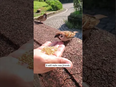 The man found a baby sparrow that had fallen from its nest and then decided