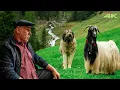 Download Lagu Küçük Ağa'nın Yayla Göçü - Bölüm 2 | Belgesel Film