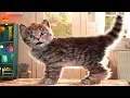 Fun Pet Care Game - Little Kitten Adventures New Update