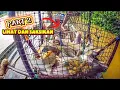 Download Lagu PANEN PALING GILA‼️ IKAN BAUNG PENUH BUBU SAMPAI TUMPAH KE AIR. PART 2