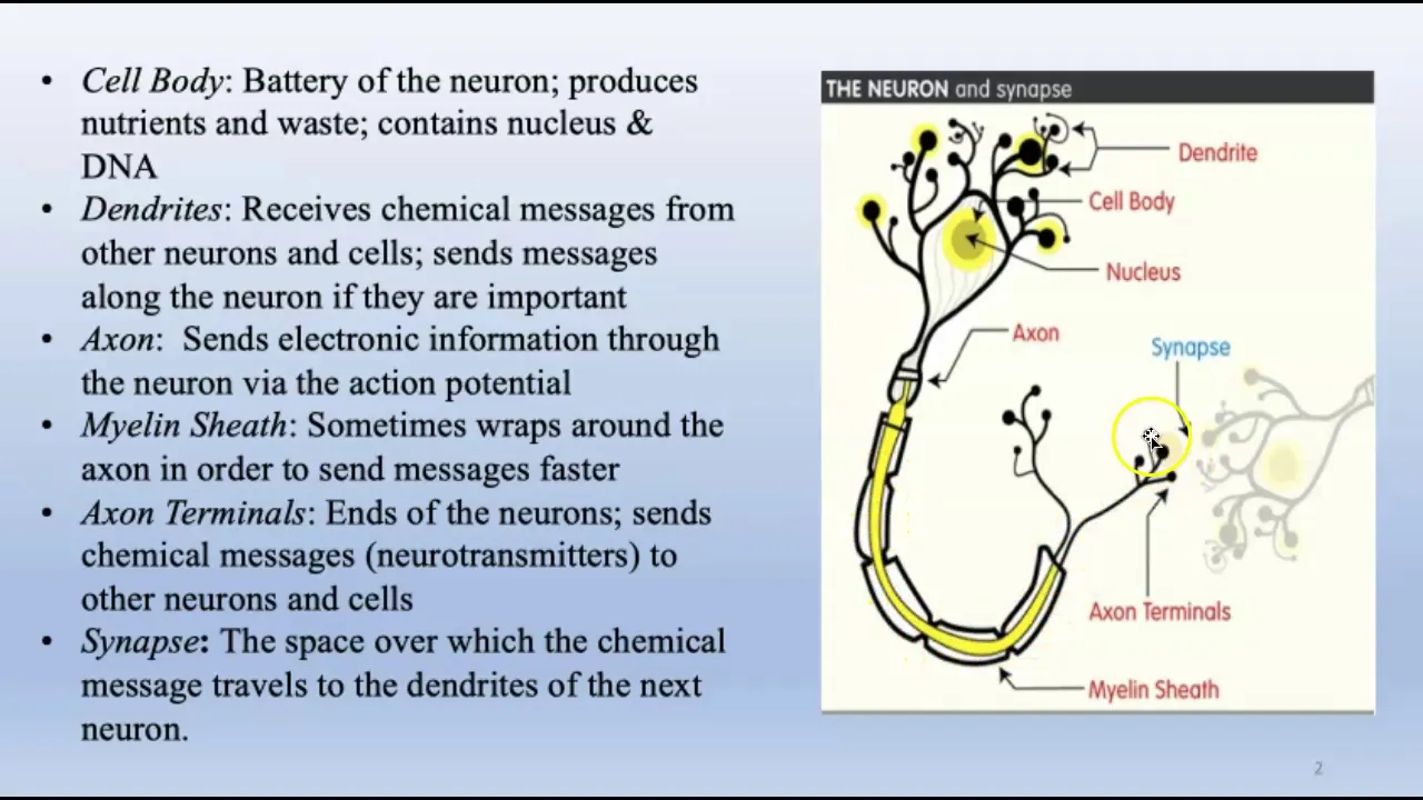 Biological Basis of Behavior
