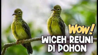 Download Burung Wiceh Ribut Di Pohon - Kumpulan Suara Burung MP3