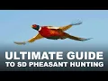 Ultimate Guide to South Dakota Pheasant Hunting