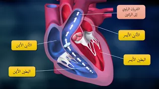 2 القلب و الدورة الدموية 