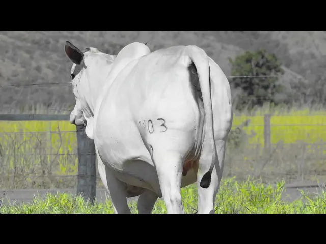 Lote 11