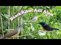 Download Lagu Suara Ribut Burung Pijantung Kolibri Kelapa Dan Prenjak Lumut Asli Alam