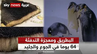 البطريق ومعجزة التدفئة      يوما في الجوع والجليد دندنها