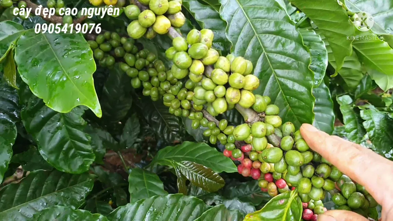 nuôi cành hậu bị ngày từ đầu vụ có ảnh hưởng thế nào cho cây cà phê @cayepcaonguyen2574