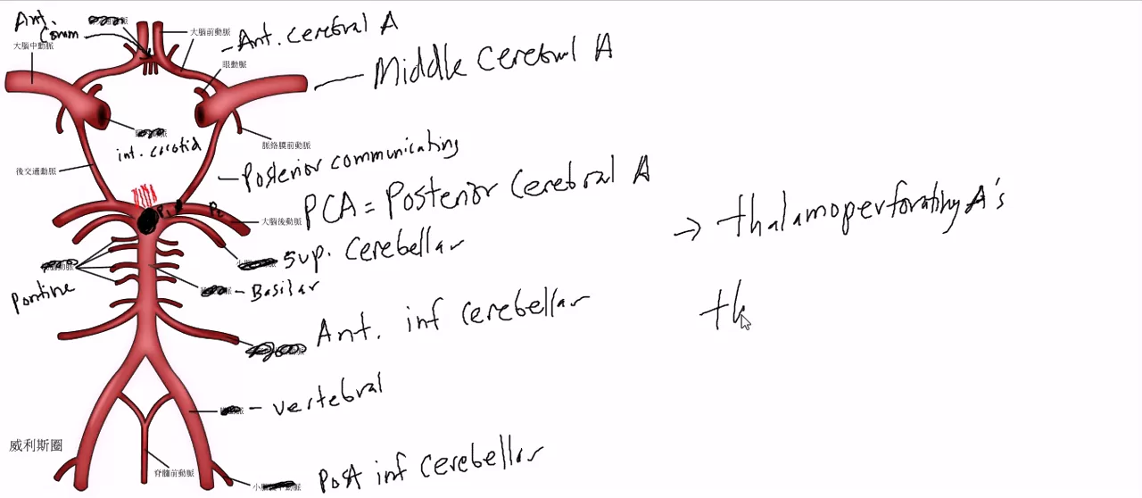 Brain Circulation / Circle of Willis Made Simple!