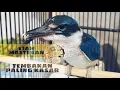 Download Lagu Tengkek Udang gacor!! Masteran tembakan kasar Murai batu #TengkekUdang
