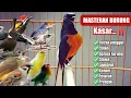 Download Lagu Masteran MURAI BATU full kasaran‼️Auto dilirik pak JURI...‼️