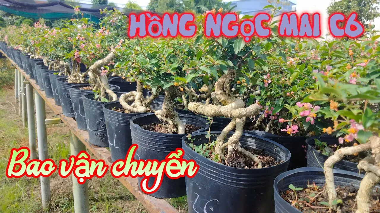 Hồng Ngọc Mai C6 - bông hoa quanh năm | 🤙0902823354 (Cảnh) 🤙0901457393 (Long) 19/08/22