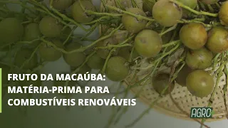 O Zarc pode trazer segurança para o fruto da macaúba e para os investimentos