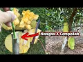 Cara Kawin silang Nangka dengan Cempedak