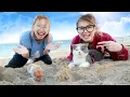 Download Lagu BAWA HAMSTER JALAN-JALAN KE PANTAI!!