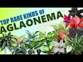 64 RARE AGLAONEMA or CHINESE EVERGREEN VARIETIES HERB STORIES
