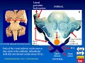 Visual Pathway Show