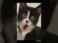 Download Lagu #kucing #comell #explore #earth #mom #black #eyes #workout #cinematic #cinema #rain #sunset #nation