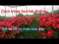 Download Lagu Cách trồng hoa nho hoa thu hải đường chơi tết