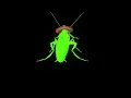 Rainbow cockroach dances to La Cucaracha 10 hours